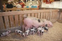 Baby Piggies